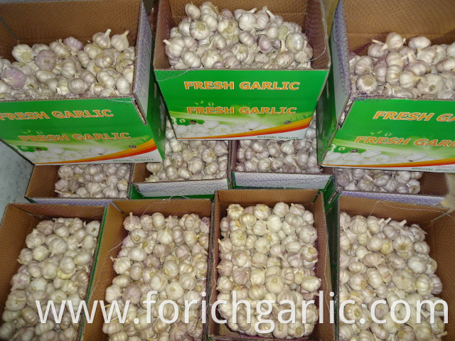 Normal Garlic Exporter